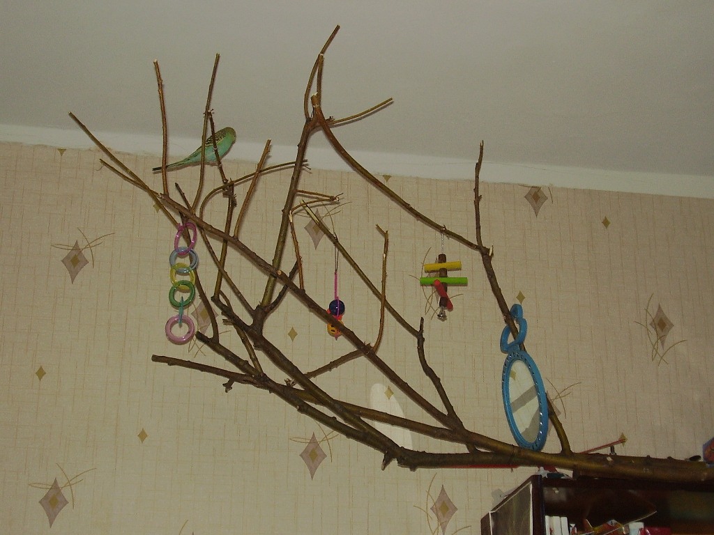 Ветки каких деревьев можно давать. Попугаи на ветках. Веточки для попугаев. Дерево для попугая. Дерево для попугая в квартире.
